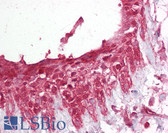 Anti-PELI1 / Pellino 1 Antibody (aa121-135) IHC-plus LS-B6497