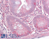 Anti-TLR1 Antibody (aa400-450) IHC-plus LS-B6499