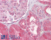 Anti-DIABLO / SMAC Antibody (aa226-239) IHC-plus LS-B6501