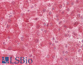 Anti-FIS1 Antibody (aa11-25) IHC-plus LS-B6502