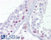 Anti-UTF1 Antibody (aa251-300) IHC-plus LS-B6507