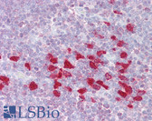 Anti-DLX5 Antibody (aa71-120) IHC-plus LS-B6512