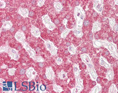 Anti-RELA / NFKB p65 Antibody IHC-plus LS-B6523