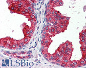 Anti-CYB5A / Cytochrome b5 Antibody (clone 4C2) IHC-plus LS-B6525