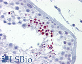 Anti-GRG4 / TLE4 Antibody (aa215-264) IHC-plus LS-B6530