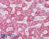 Anti-Leukotriene B4 Receptor / BLT1 Antibody IHC-plus LS-B6527