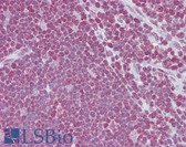 Anti-CD40L Antibody (aa108-157) IHC-plus LS-B6534
