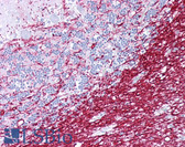 Anti-PLP1 / Myelin PLP Antibody (aa36-85) IHC-plus LS-B6535