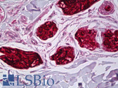 Anti-DCD / Dermcidin Antibody (clone G-81) IHC-plus LS-B6540