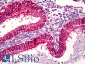 Anti-BAX Antibody (aa1-50) IHC-plus LS-B6546
