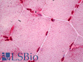 Anti-CLOCK Antibody IHC-plus LS-B6559