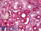 Anti-GHRHR Antibody (aa351-400) IHC-plus LS-B6566