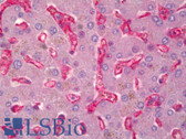 Anti-CD59 Antibody (FITC) IHC-plus LS-B6568