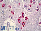 Anti-RIT2 / RIN Antibody (clone 27G2) IHC-plus LS-B6571