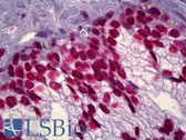 Anti-DNA ds Antibody (clone AE-2) IHC-plus LS-B6572