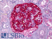 Anti-PJA2 Antibody (aa141-190) IHC-plus LS-B6589