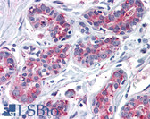 Anti-ENTPD2 Antibody (Internal) IHC-plus LS-A8275