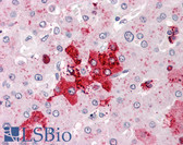 Anti-OLFM4 / Olfactomedin 4 Antibody (Internal) IHC-plus LS-A8454