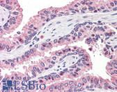 Anti-OLFM4 / Olfactomedin 4 Antibody (Internal) IHC-plus LS-A8455