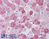 Anti-GCNT3 Antibody (Internal) IHC-plus LS-A9370