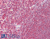 Anti-EGR3 Antibody (aa35-84) IHC-plus LS-B6617