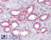 Anti-KL / Klotho Antibody (aa251-300) IHC-plus LS-B6625