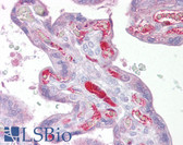 Anti-SLC26A4 / Pendrin Antibody (aa287-336) IHC-plus LS-B6627