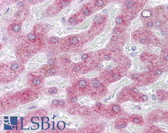 Anti-PON3 Antibody (C-Terminus) IHC-plus LS-B6628