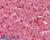 Anti-MST1 Antibody (aa540-589) IHC-plus LS-B6630