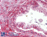 Anti-TMTC4 Antibody (aa72-121) IHC-plus LS-B6639