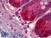 Anti-NEDD8 Antibody (aa10-59) IHC-plus LS-B6641