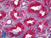 Anti-UBE1DC1 / UBA5 Antibody (aa281-330) IHC-plus LS-B6647