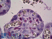 Anti-TEAD1 Antibody (Internal, clone EPR3967(2)) IHC-plus LS-B6651