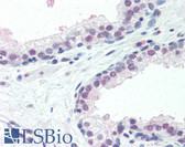 Anti-ISG15 Antibody (N-Terminus) IHC-plus LS-B6673