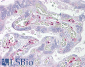 Anti-ING3 Antibody (aa36-85) IHC-plus LS-B6680