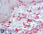 Anti-ZFP36L2 Antibody (aa36-85) IHC-plus LS-B6682