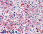 Anti-AK3 / Adenylate Kinase 3 Antibody (clone SJB3-36) IHC-plus LS-B6683