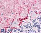 Anti-FABP7 / BLBP / MRG Antibody (aa1-132, clone AT1D1) IHC-plus LS-B6684