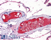 Anti-PROZ / Protein Z Antibody (clone 2B4) IHC-plus LS-B6697