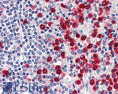 Anti-MPO / Myeloperoxidase Antibody IHC-plus LS-B6699