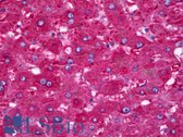 Anti-HP / Haptoglobin Antibody IHC-plus LS-B6719