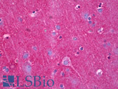 Anti-NDRG4 Antibody (clone 2G3) IHC-plus LS-B6721