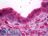 Anti-TRPC4 Antibody (aa930-947, clone S77-15) IHC-plus LS-B6722