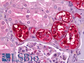 Anti-CALB1 / Calbindin Antibody IHC-plus LS-B6725
