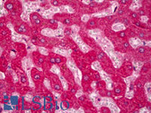Anti-KCNJ4 / Kir2.3 Antibody (aa390-445) IHC-plus LS-B6727