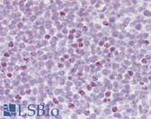 Anti-AICDA / AID Antibody (N-Terminus) IHC-plus LS-B6738