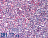 Anti-DEFB3 / Beta Defensin 3 Antibody IHC-plus LS-B86