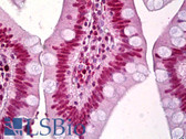 Anti-PCNA / Cyclin Antibody (Internal, clone EPR3821) IHC-plus LS-B6747