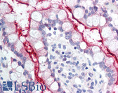 Anti-NPC1L1 Antibody (aa1000-1100) IHC-plus LS-B88