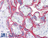 Anti-CD46 Antibody (clone 3F1) IHC-plus LS-B6754
